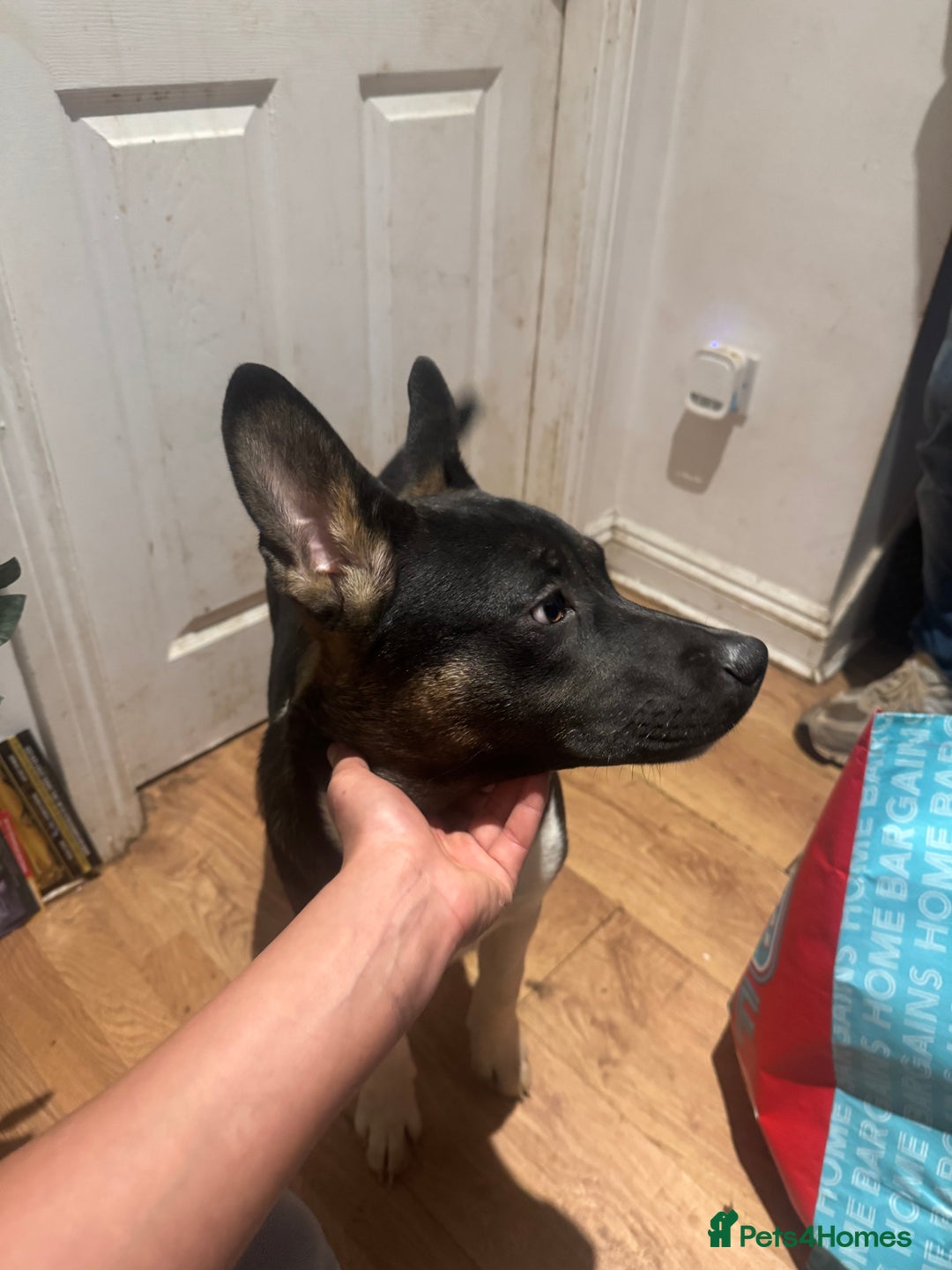 Mixed Breed dogs for sale: Need forever home ❤️ - Image 7