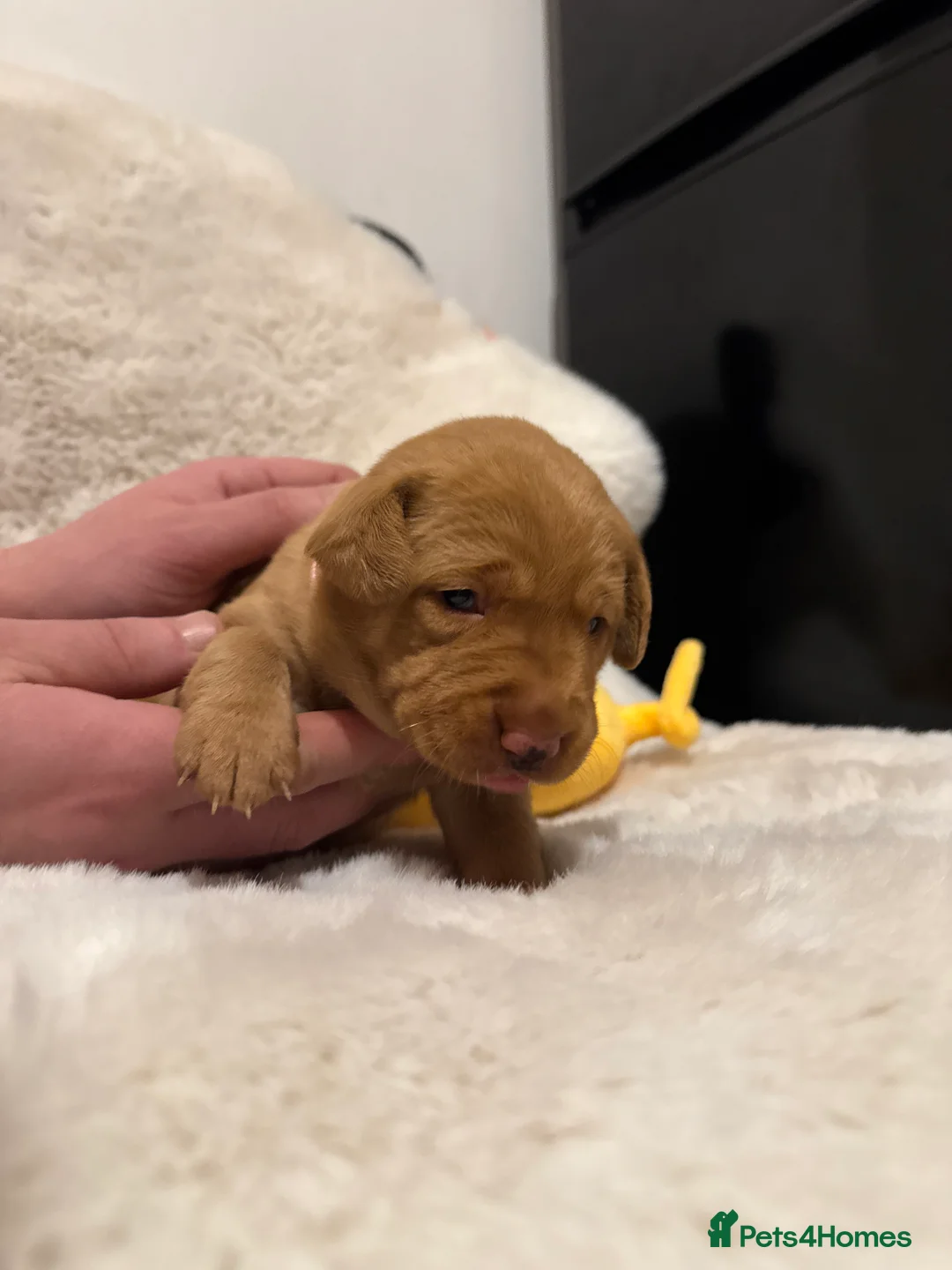 Labrador Retriever dogs for sale: Beautiful Red Fox Labrador puppy (female) RTG   - Advert 13