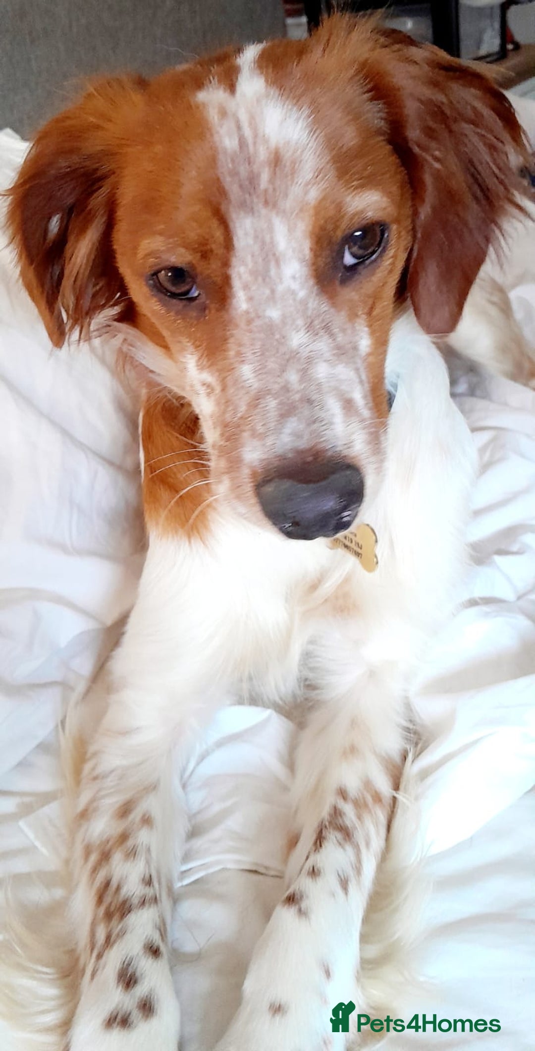 Brittany Spaniel dogs for adoption: Sweet Friendly Active Freckles in Norfolk - Image 4