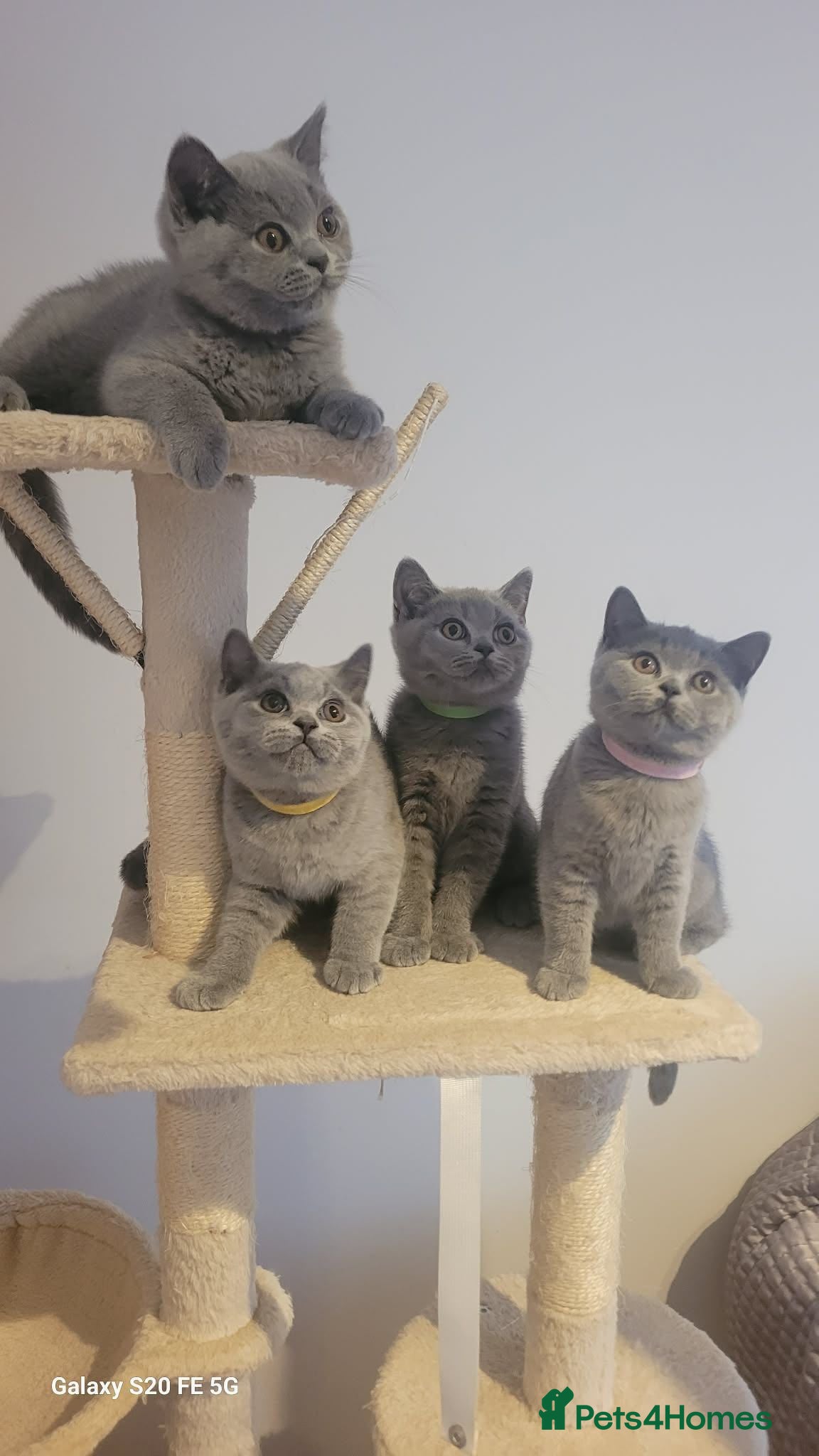 British Shorthair cats British Short Hair Kittens Ready To Go  - Advert 1