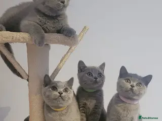British Shorthair cats British Short Hair Kittens Ready To Go - Advert 1