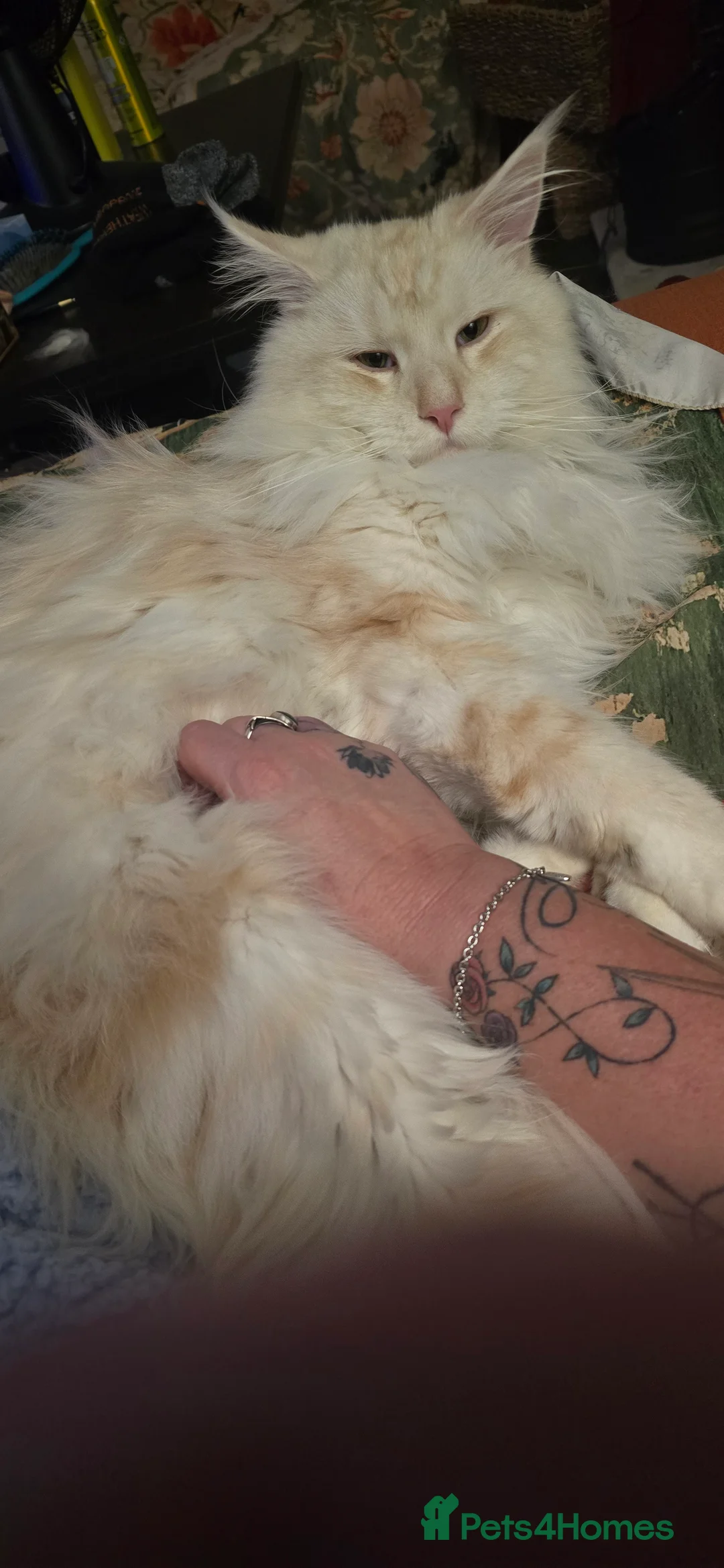 Maine Coon cats for stud: Beautiful male for stud  - Advert 5