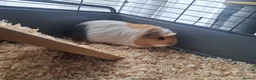 Guinea Pig rodents for sale: 2 female guinea pigs with 2 tier cage and stand  in Glasgow - Advert 2