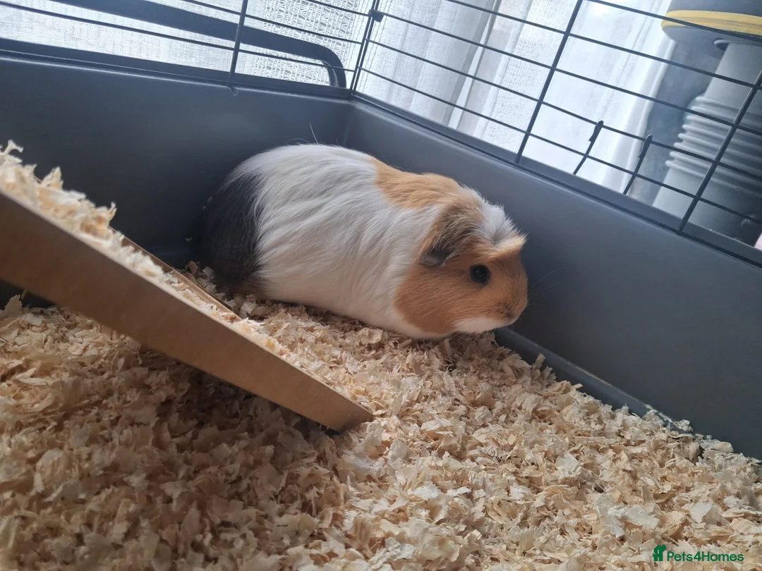 Guinea Pig rodents for sale: 2 female guinea pigs with 2 tier cage and stand  in Glasgow - Advert 2