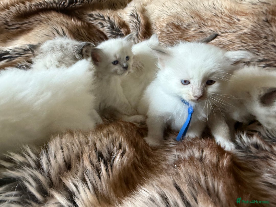 Ragdoll cats for sale: Beautiful litter of Ragdoll baby’s! 🐱🤍🐱 - Image 33
