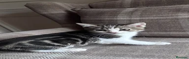 Kitten 1
