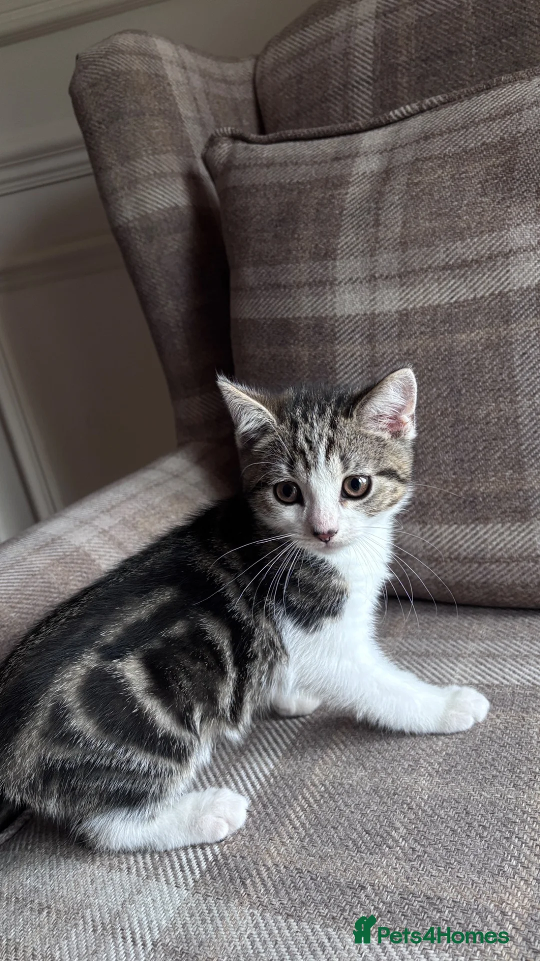 Mixed Breed cats for sale: Adorable Mixed British Shorthair Kittens 🐾 - Advert 1