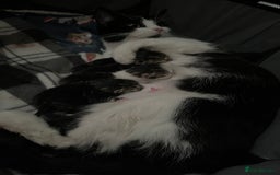 Mixed Breed cats for sale: 3 kittens  - Image 4