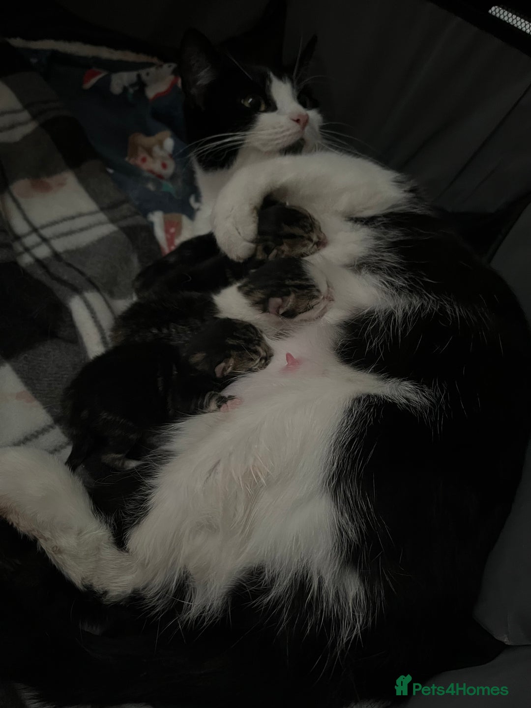 Mixed Breed cats for sale: 3 kittens  - Image 4