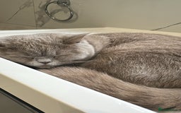 British Shorthair cats for sale: FEMALE BRITISH SHORT HAIR  - Image 3