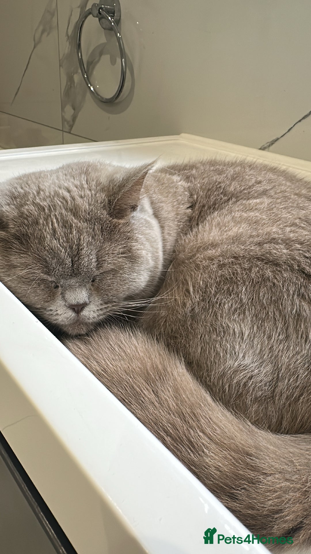 British Shorthair cats for sale: FEMALE BRITISH SHORT HAIR  - Image 3