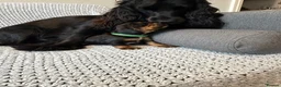 Cocker Spaniel dogs for sale: Outstanding Quality Puppies- Cocker Spaniel  in Slough - Advert 14