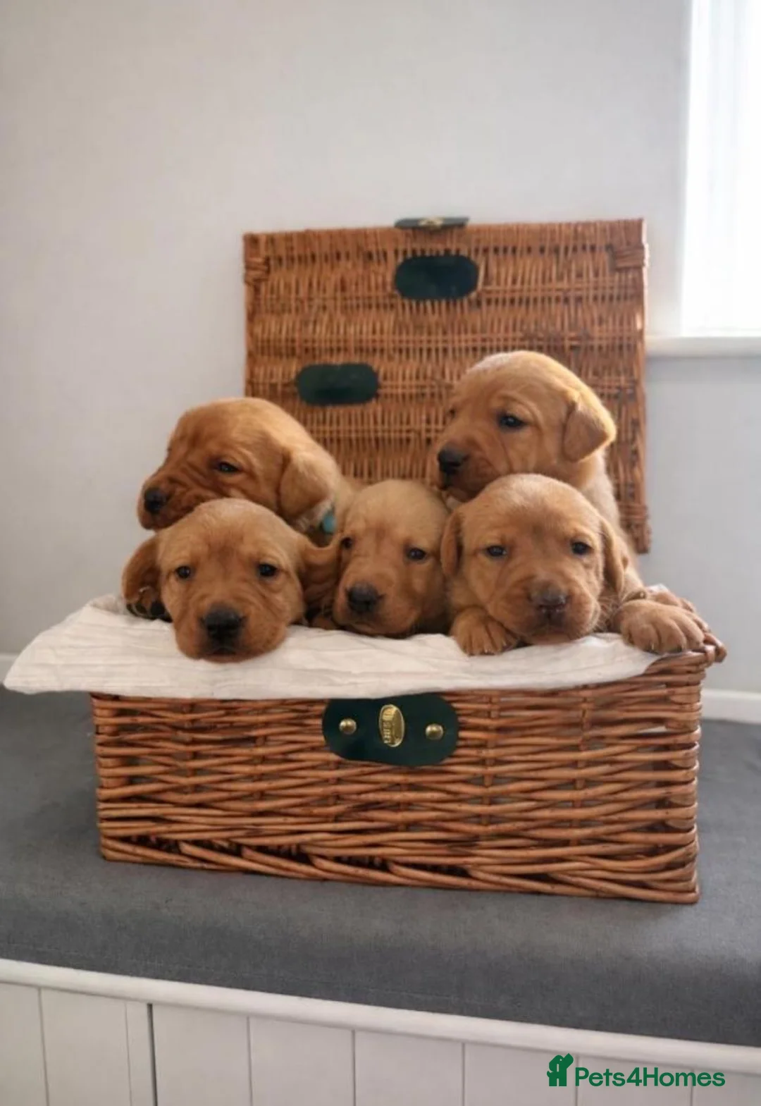 Labrador Retriever dogs for sale: 🐾STUNNING FOX RED LABRADOR PUPS🐾 in London - Advert 2