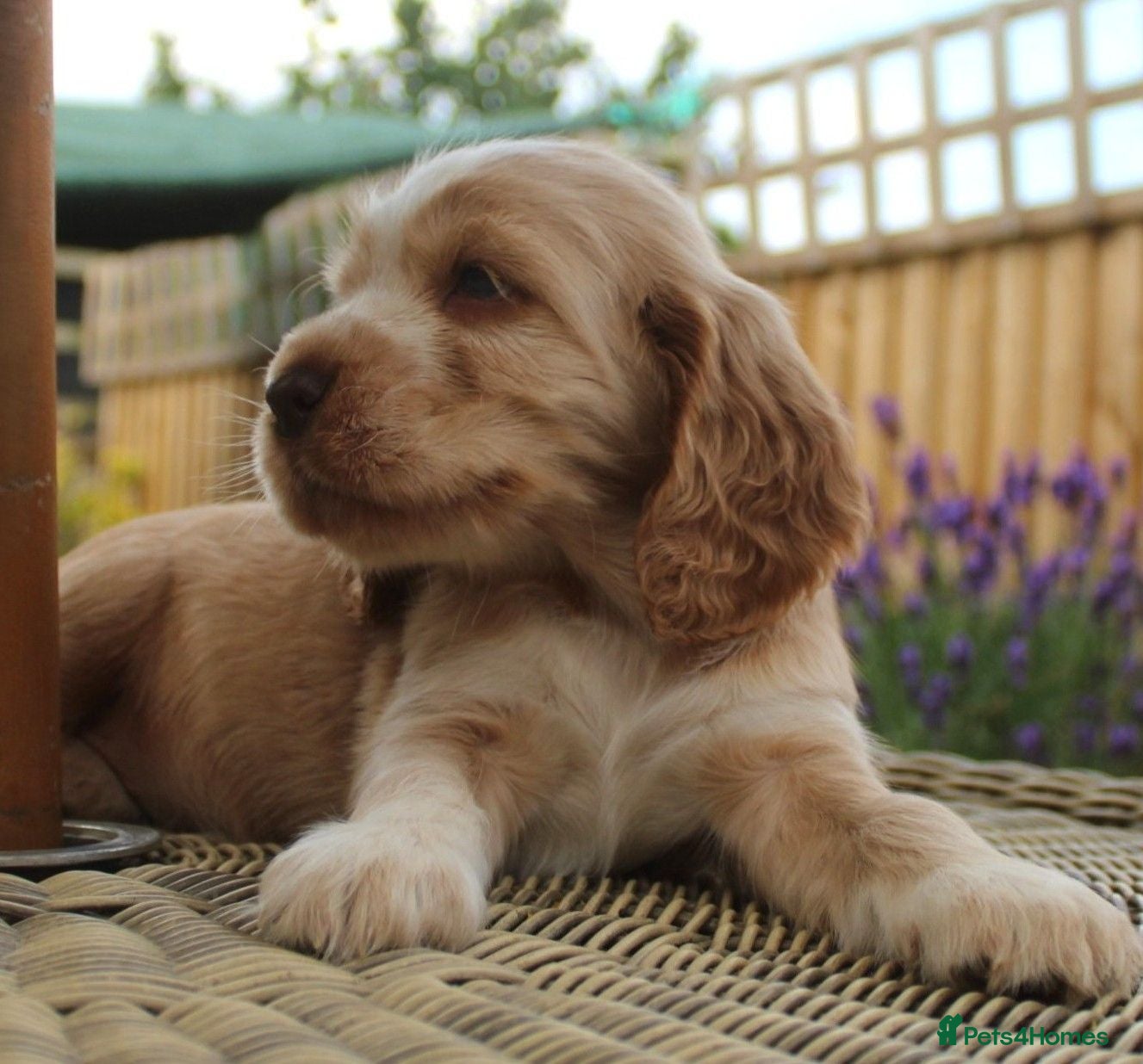 Cocker Spaniel dogs KC  Registered Show Cocker Spaniels - Advert 2
