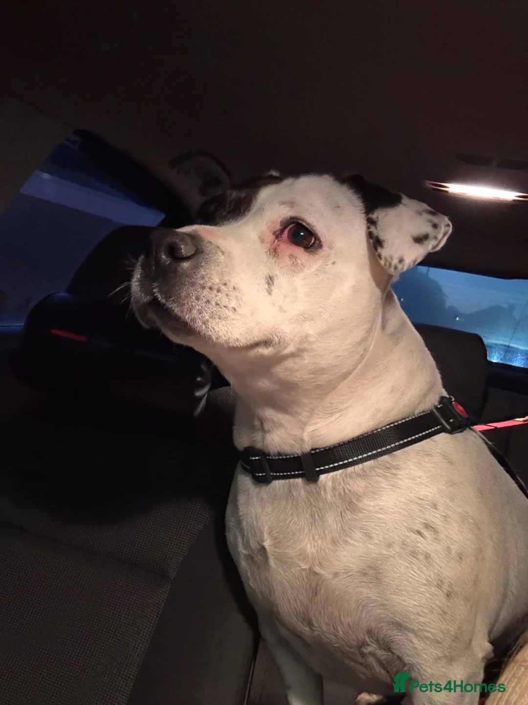 Mixed Breed dogs for sale: Narla  - Advert 1