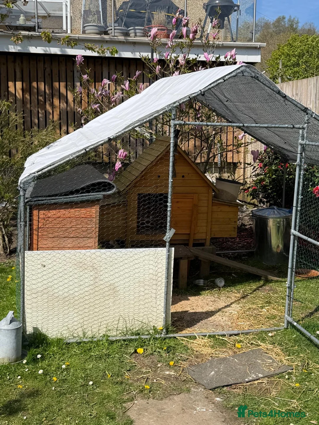 Chickens poultry for sale: Silkie and naked neck in Newport - Advert 9