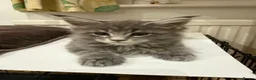 Maine Coon cats for sale: Maine coon - Advert 9