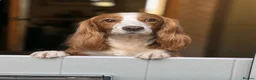 Cocker Spaniel dogs for sale: Golden cocker spaniel pups  - Advert 14