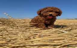 Toy Poodle dogs for sale: Toy Poodle Puppies–Asian Lines–Tiny Size - Image 14
