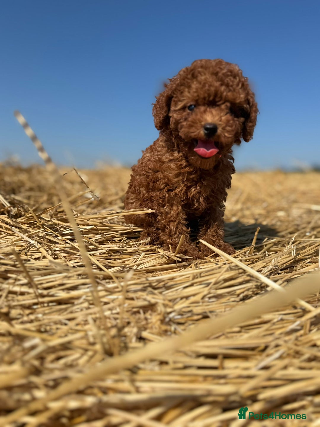 Toy Poodle dogs for sale: Toy Poodle Puppies–Asian Lines–Tiny Size - Image 14