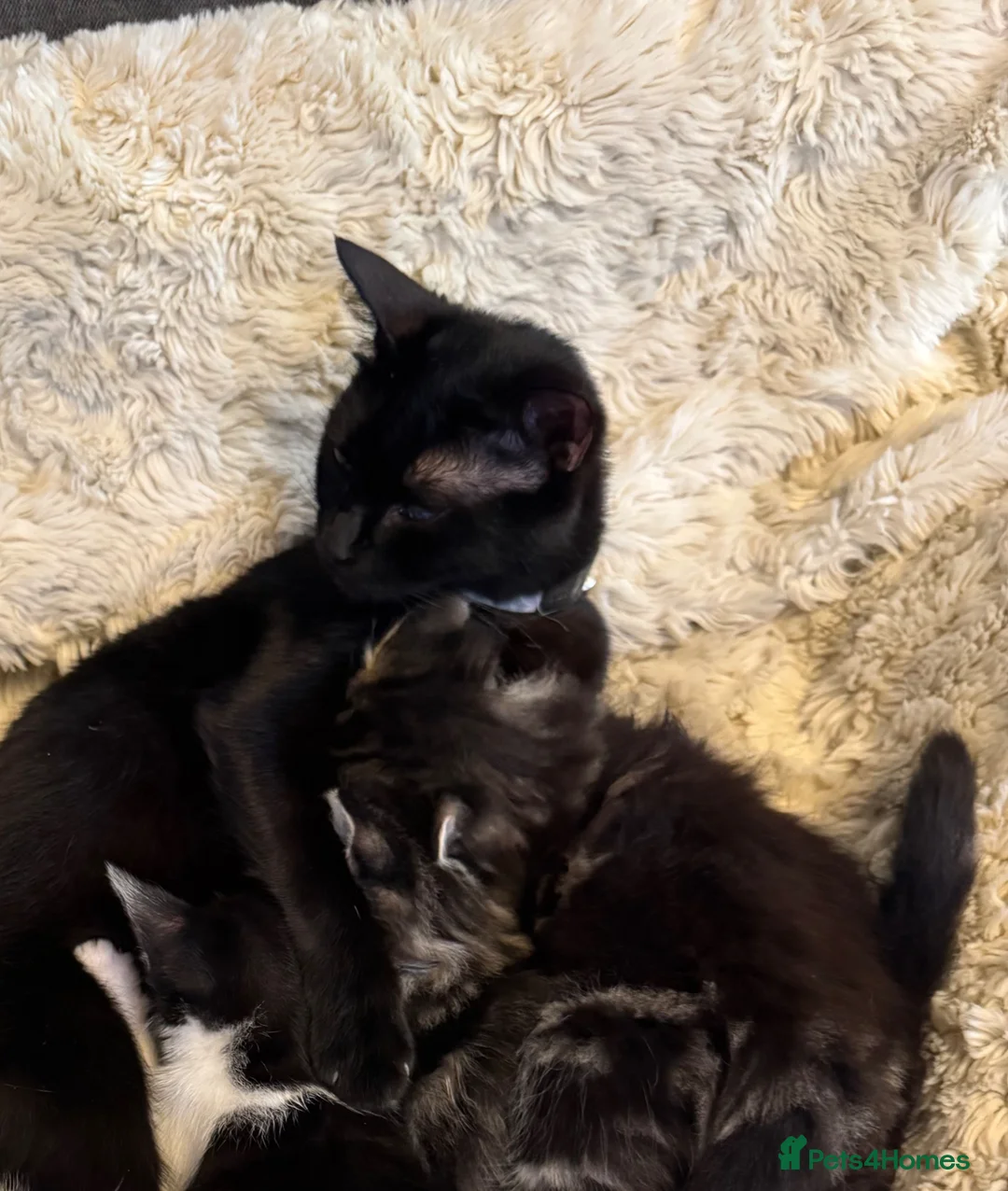 Mixed Breed cats for sale: 2 beautiful kittens ready for their forever homes - Advert 3