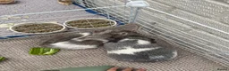 Guinea Pig rodents for sale: Pair of sow guinea pigs in Northampton - Advert 2