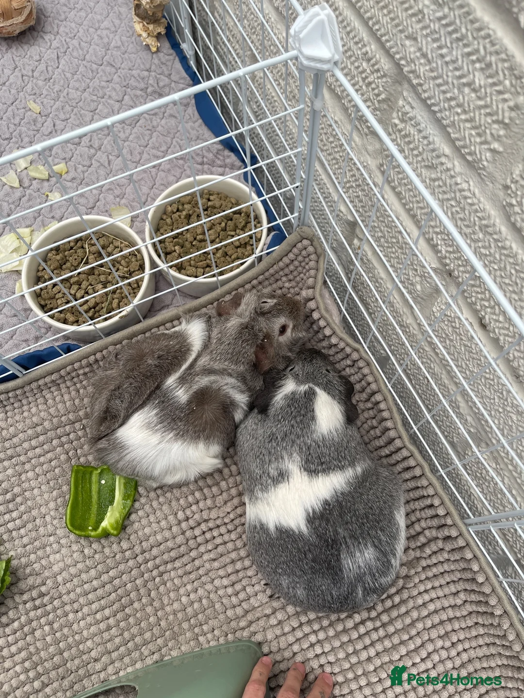 Guinea Pig rodents for sale: Pair of sow guinea pigs in Northampton - Advert 2