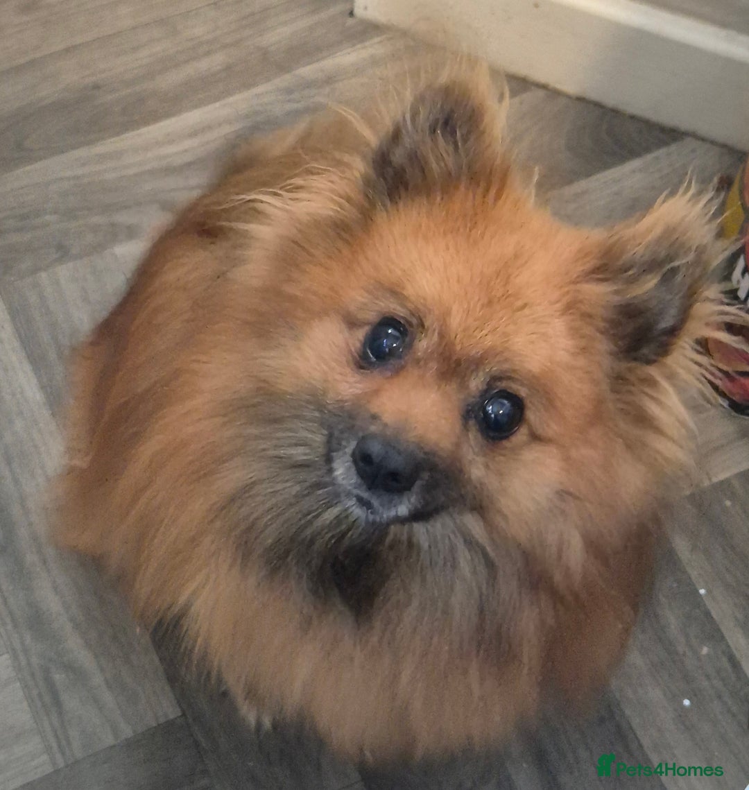 Pomeranian dogs for sale: Beautiful little pomeranians - Advert 1