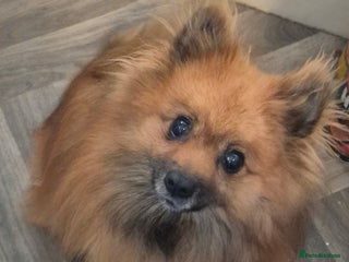 Pomeranian dogs for sale: Beautiful little pomeranians - Advert 1