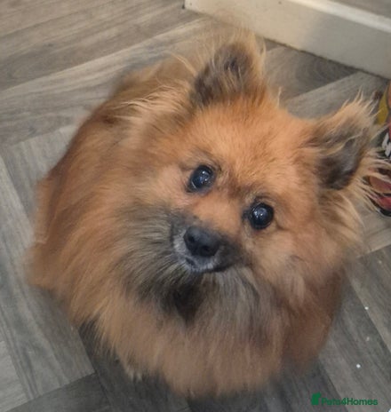 Pomeranian dogs Beautiful little pomeranians - Advert 3