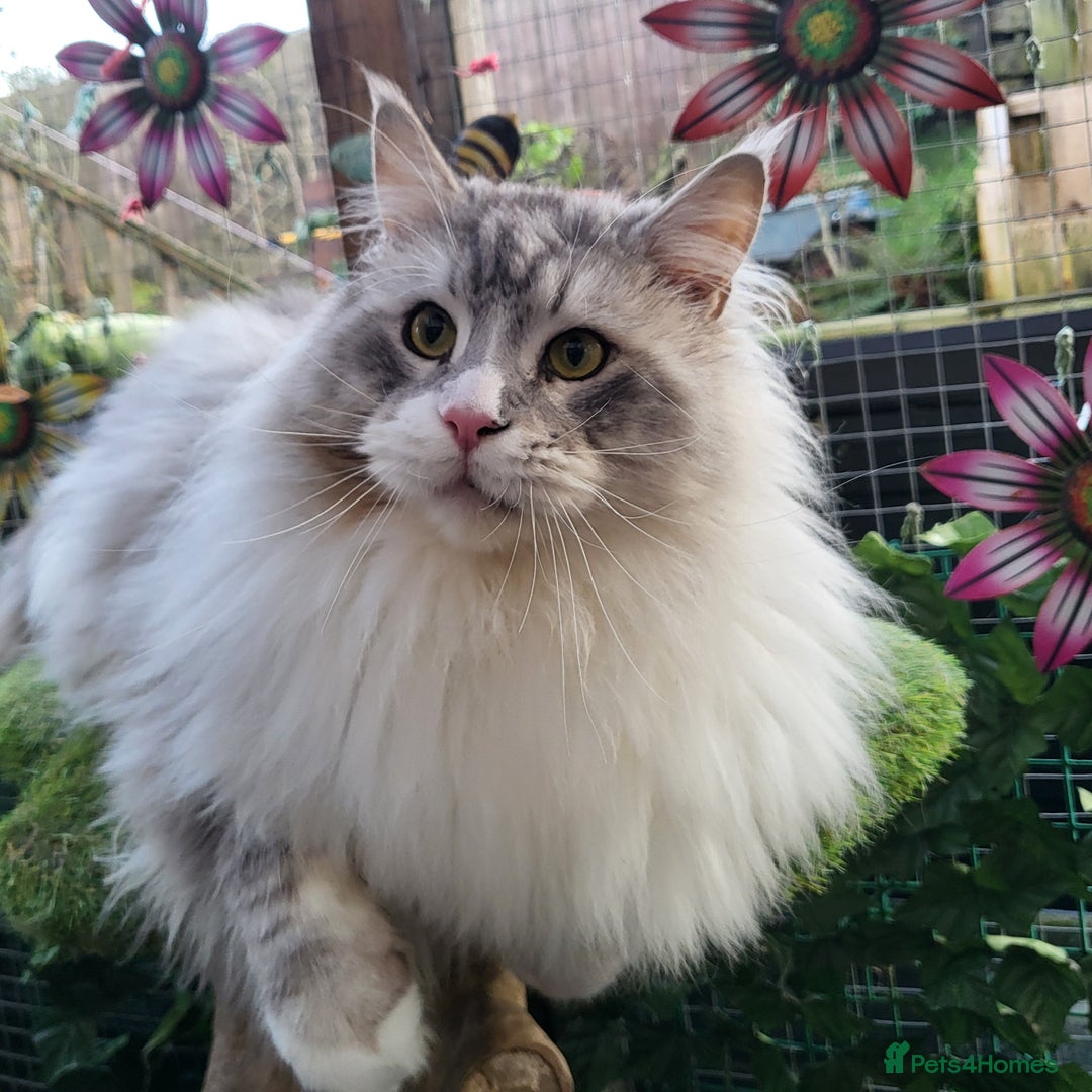 Maine Coon cats for sale: Ready now! Chunky Silver Tabby boy - Advert 12