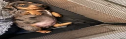 Miniature Dachshund dogs for sale: Miniature dachshunds  - Advert 11