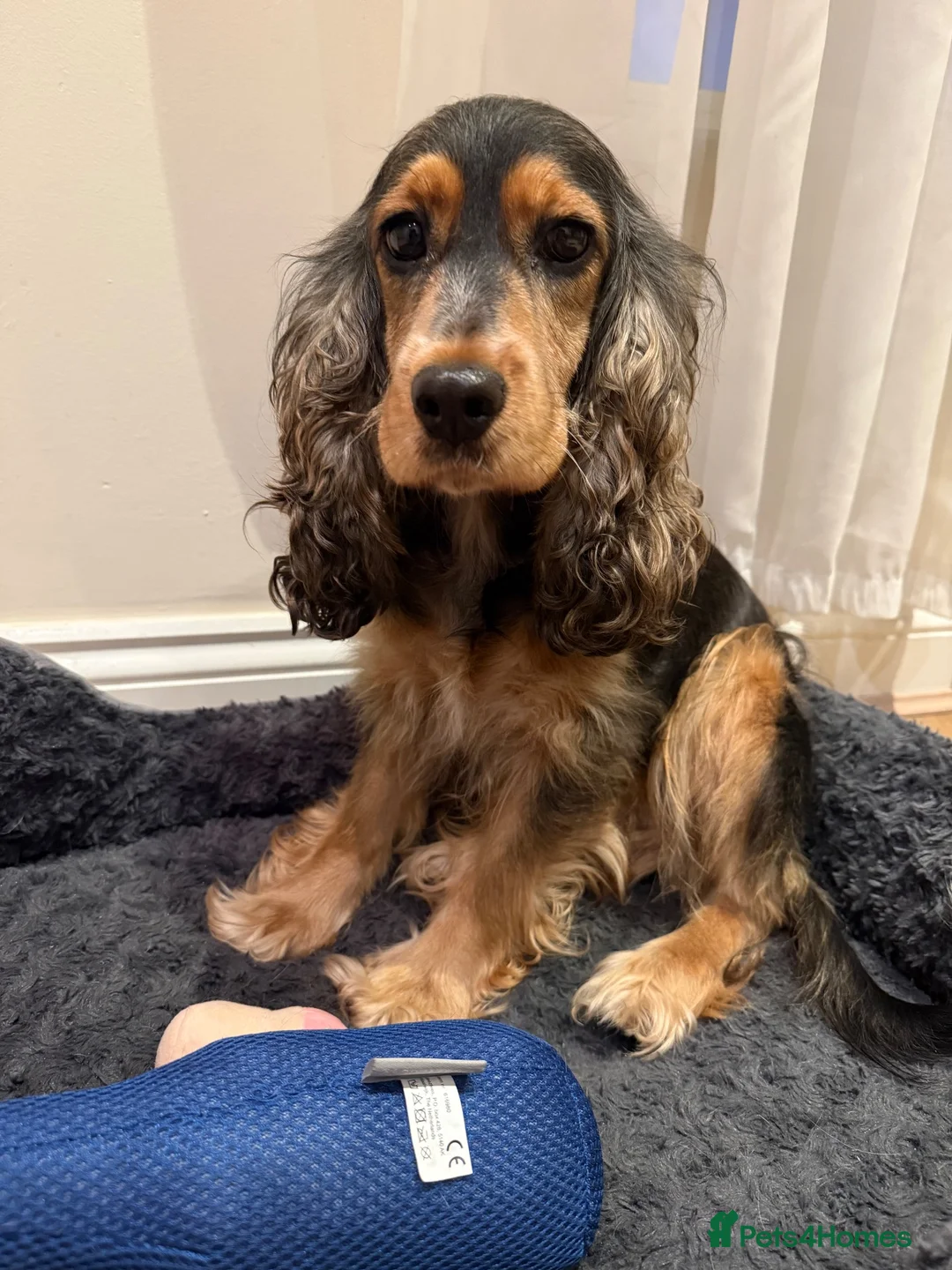 Cocker Spaniel dogs for sale: Show cocker spaniel in London  in London - Advert 6