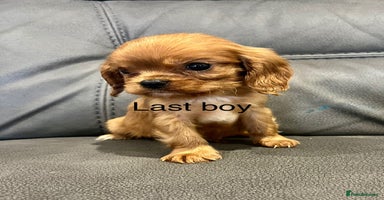 Cavalier King Charles Spaniel dogs - Advert 2