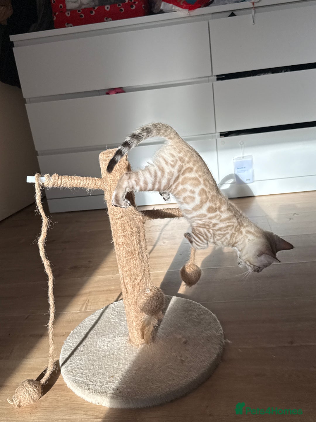 Bengal cats for sale: TICA Registered Snow Bengal kittens  - Image 4