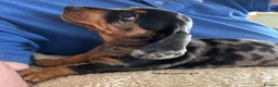 Miniature Dachshund dogs for sale: Gorgeous Litter of Miniature Dachshund Puppies - Advert 11