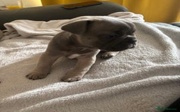 French Bulldog dogs for sale: Adorable French bulldog puppies for sale - Image 14