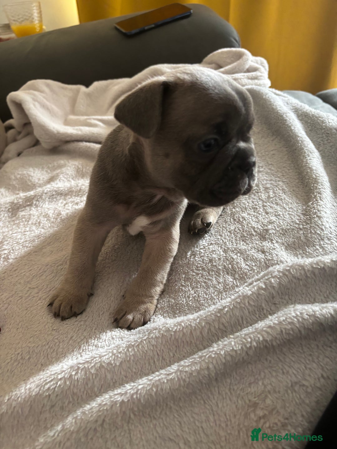 French Bulldog dogs for sale: Adorable French bulldog puppies for sale - Image 14