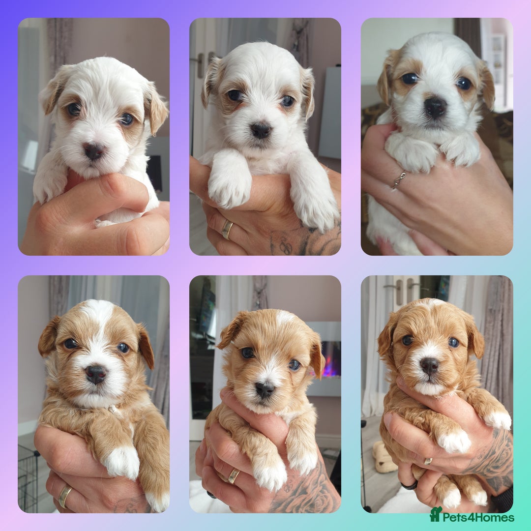 Maltipoo dogs for sale: 6 Pedigree Club registered Maltipoo puppies - Image 16