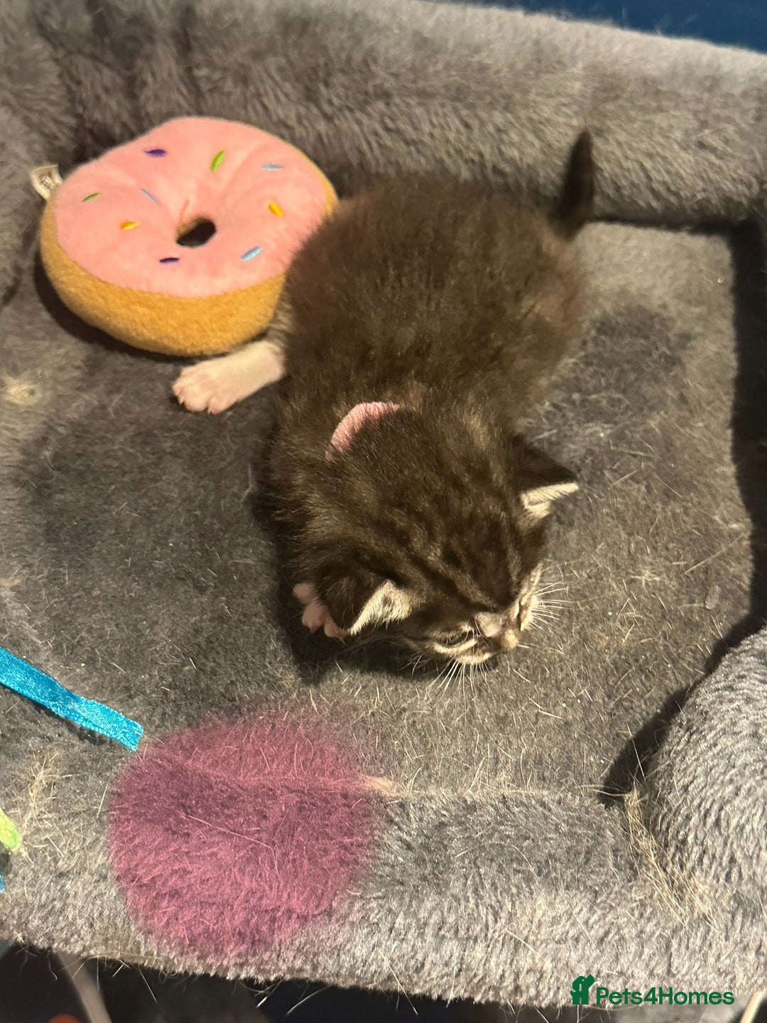 Bengal cats for sale: Queen boo 💕❤️ - Image 13