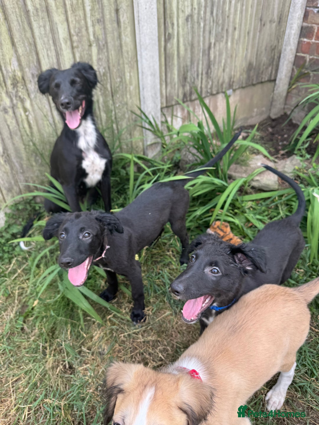Mixed Breed dogs for sale: Saluki Lurcher pups - Image 8