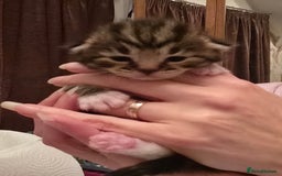 Mixed Breed cats for sale: The Fab Four - Advert 14