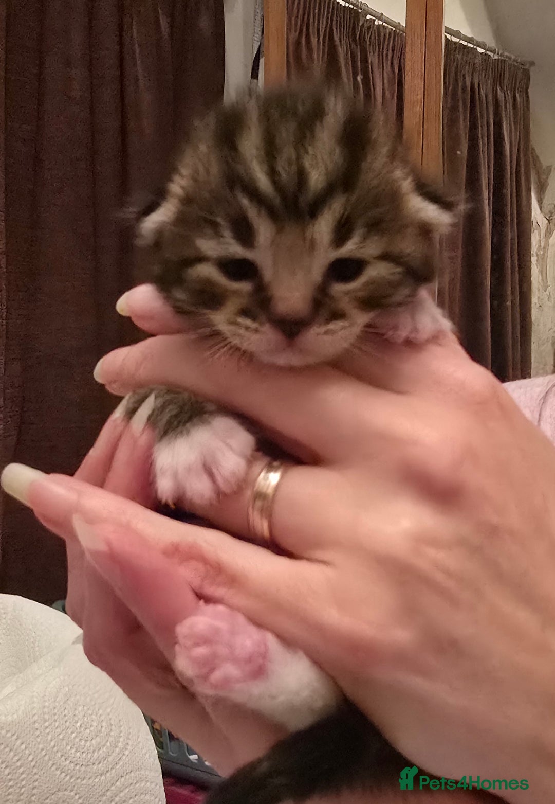 Mixed Breed cats for sale: The Fab Four - Advert 14