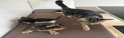 Mixed Breed cats for sale: Kittens for sale in Stevenage - Advert 10