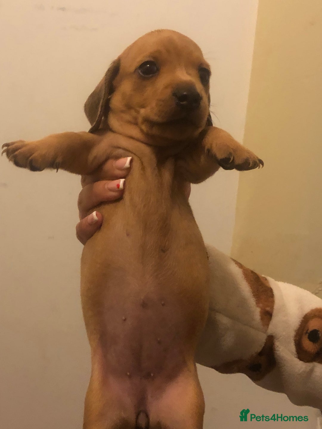 Dachshund dogs for sale: Dachshund puppies  - Image 8