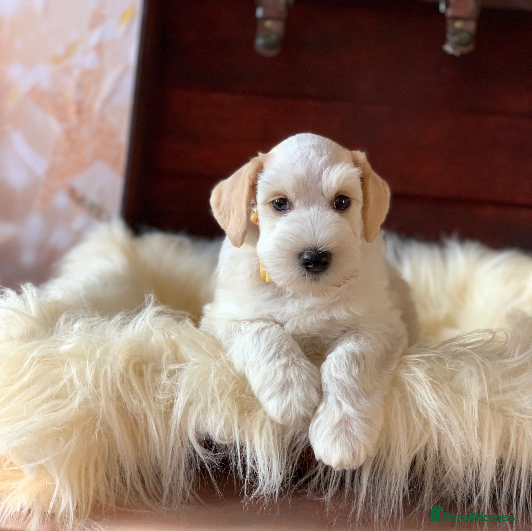 Miniature Schnauzer dogs 5* Licensed KC Small Miniature Schnauzer Litter  - Advert 6
