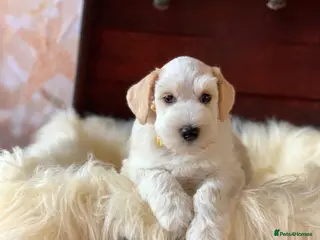 Miniature Schnauzer dogs 5* Licensed KC Small Miniature Schnauzer Litter - Advert 6
