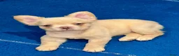 French Bulldog dogs for sale: Fully Vaccinated Fluffy French Bulldog Puppies - Advert 13