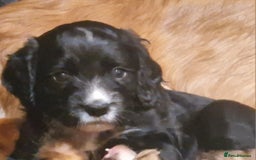 Cocker Spaniel dogs for sale: Stunning kc working cocker spaniels - Image 28