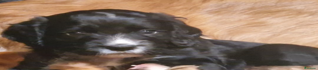 Cocker Spaniel Puppy 5